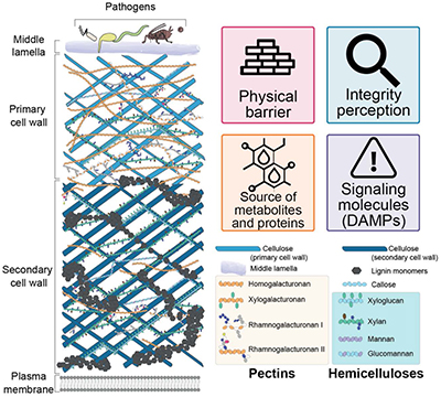02InterConBaceteFig1