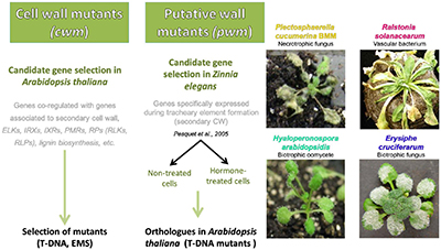 02InterConBaceteFig2