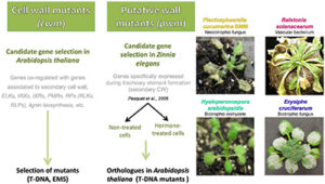 02InterConBaceteFig2