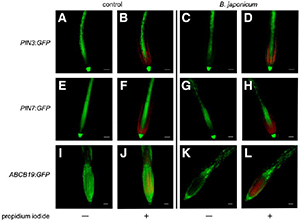 05EdsPick Schroeder (1)