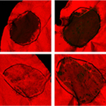 05MPMI BestPaper 05MPMI BestPaper