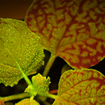 05MPMI BestPaper HM1 05MPMI BestPaper HM1