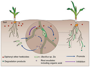06EdPick SepGraphic 06EdPick SepGraphic