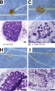 MPMI Nov22 Promiscuity Locus PR copy