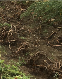 Nontransgenic potato (1) Nontransgenic potato (1)