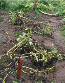 single r late single r late