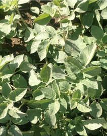 three r late three r late