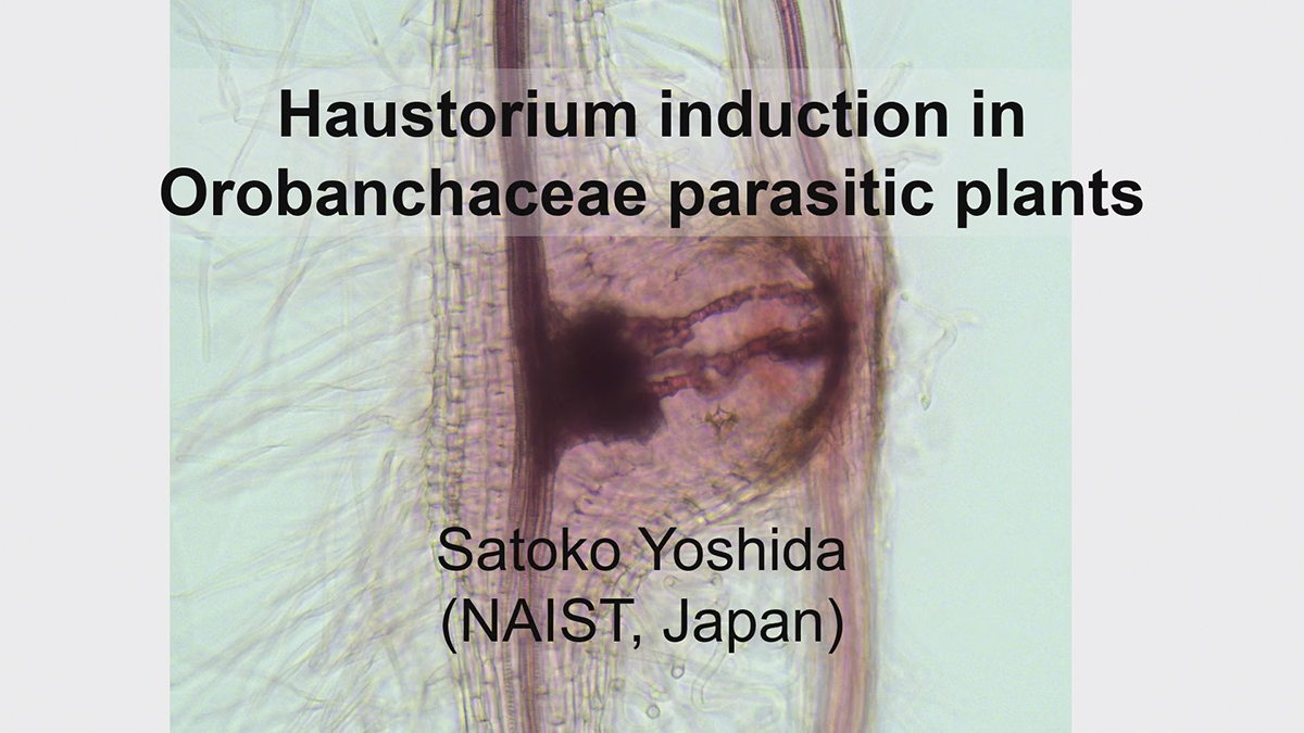 SatokoYoshida 7 16 25