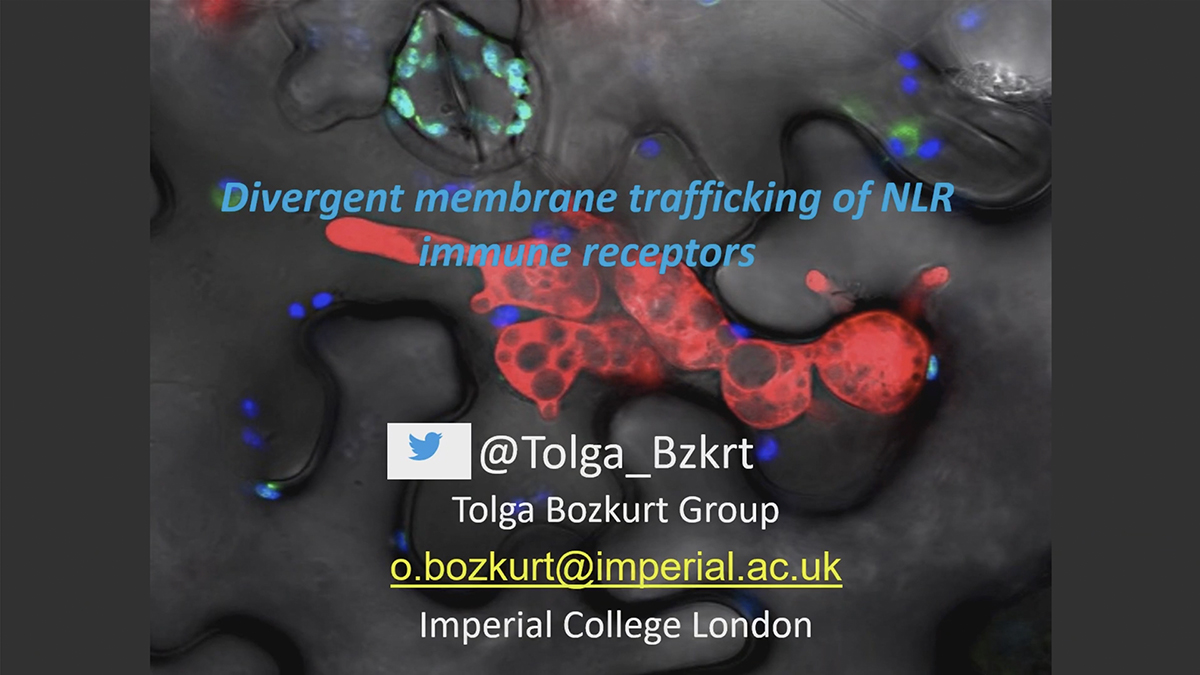 TolgaBozkurt 7 15 25